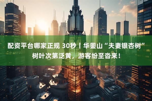 配资平台哪家正规 30秒丨华蓥山“夫妻银杏树”树叶次第泛黄，游客纷至沓来！