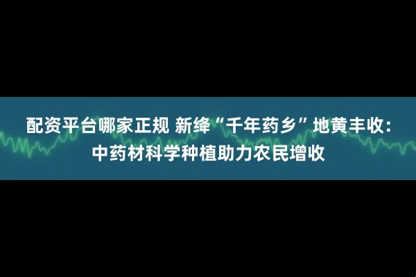 配资平台哪家正规 新绛“千年药乡”地黄丰收：中药材科学种植助力农民增收